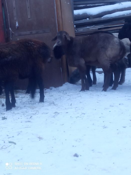 Семіз қойлар,тұқымдысы да бар