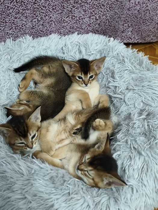 Обесинцы  котята