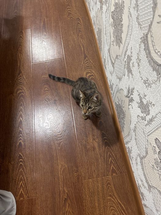Котенок в добрые руки