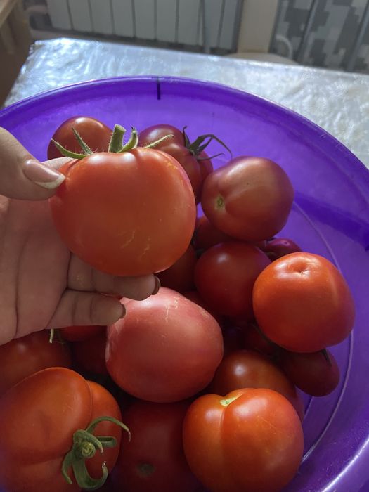 Помидор свежий из огорда