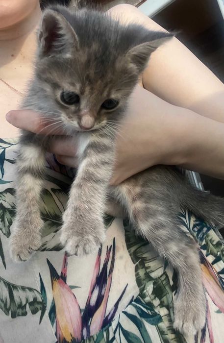 Donez pisica calico sterilizata si puii ei