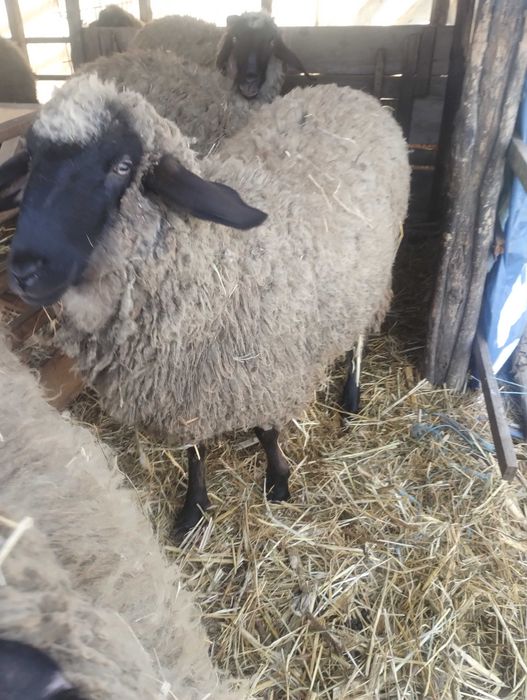 Vind berbecuț pentru pastramă