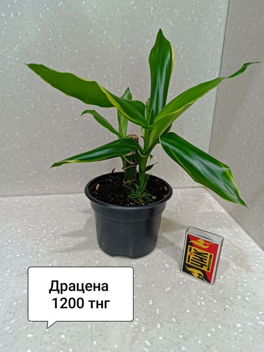 Комнатные цветы для дома