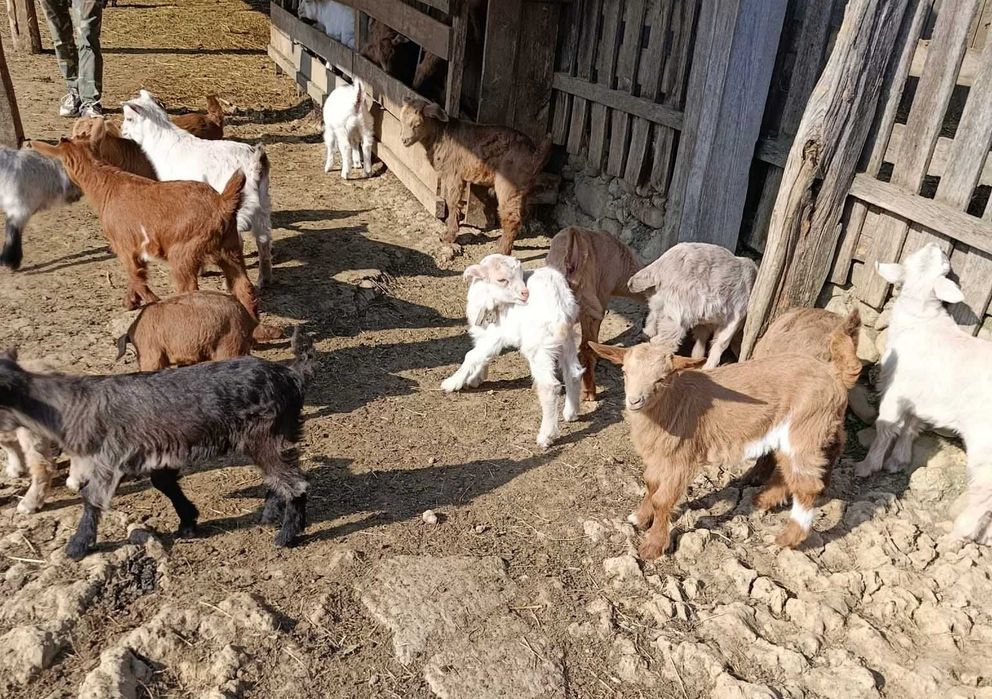 Vând 28 CAPRE bune fără coarne cu 20 de iezi