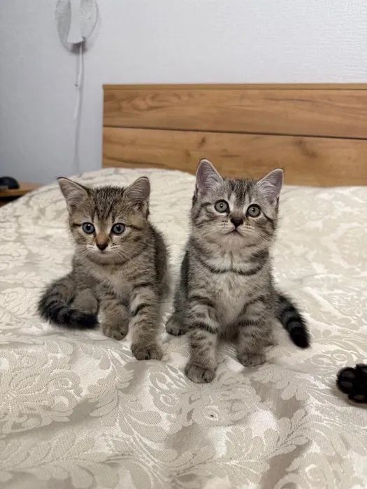 Котятки Милашки!