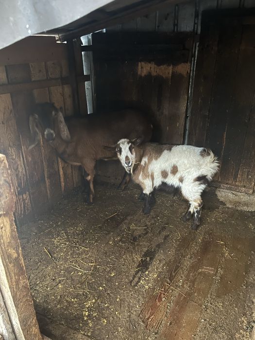 Capre de rasă  ,ajung pana la 70 de kg