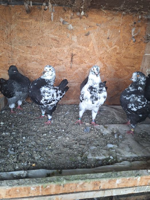 Porumbei rasa King si Sport.