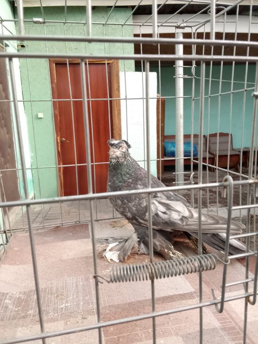 Тараз голуби продам