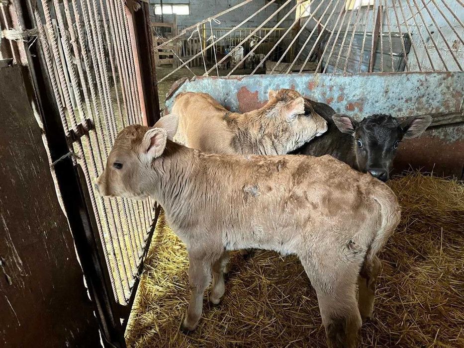 Продам тилята мясные