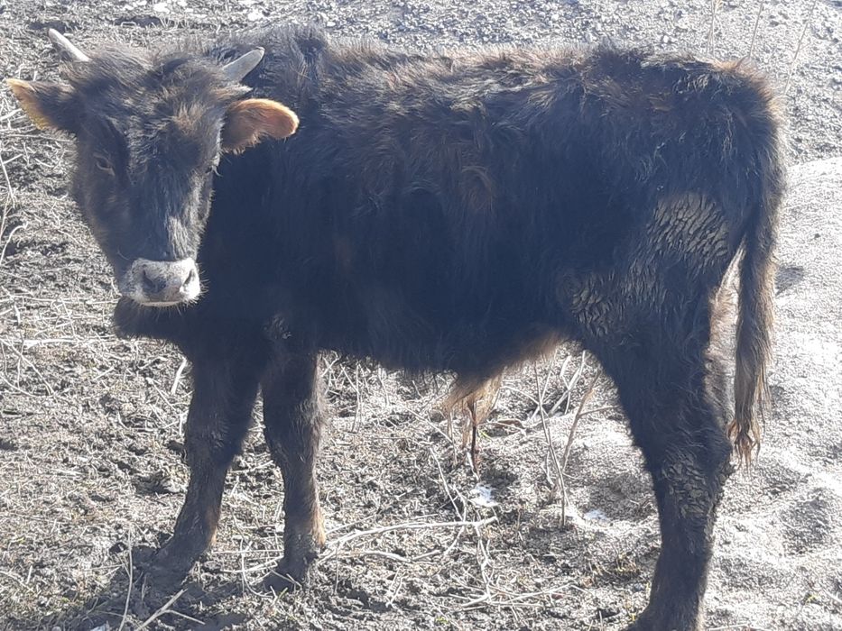 Продам быков 1г - 9мес