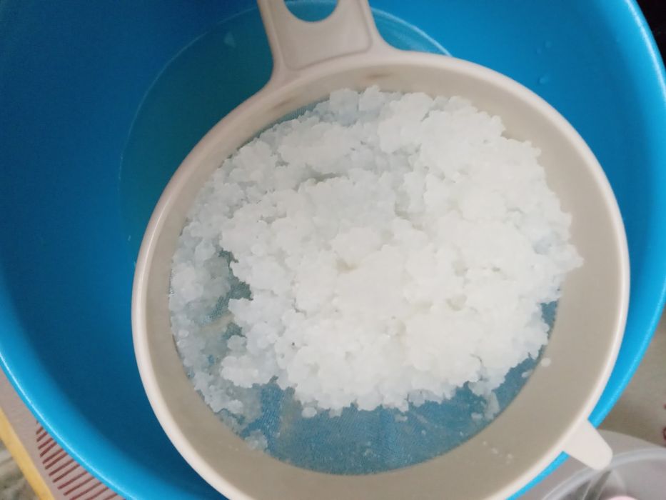 Индийский морской рис, водяной кефир