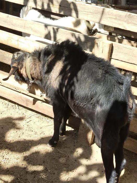 Козел Альпийский.