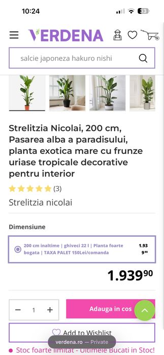 Planta de 2.5 metrii Strelitzia Nicolai Bird of Paradise