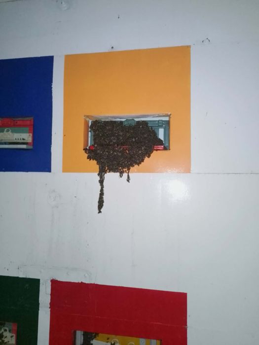 Camion cu familii de albine