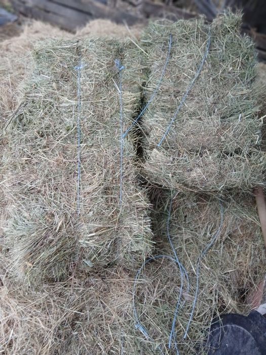 Vand baloti de fan  2025 calitate foarte bună in Poiana lacului Arges