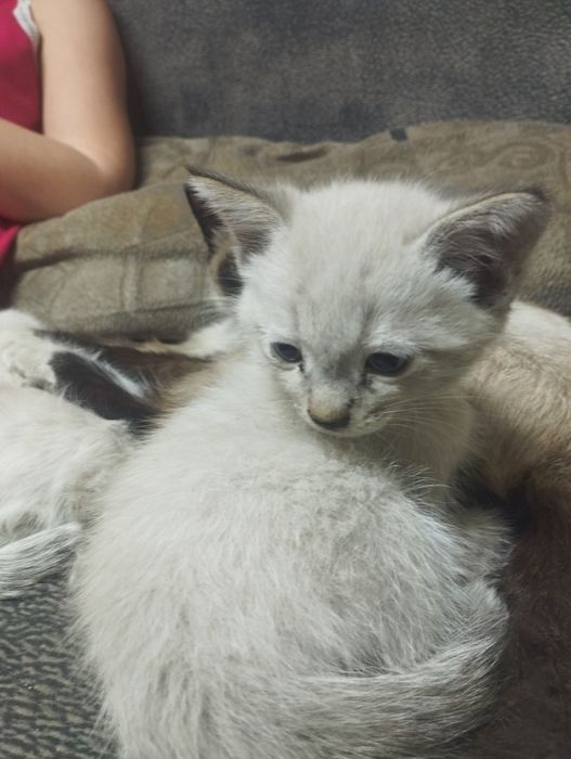 Отдам котят в добрые руки