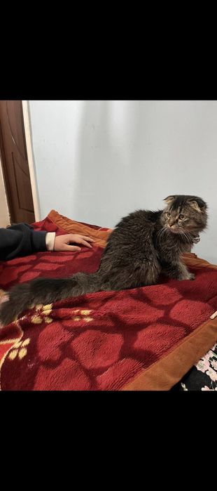 Zotdor mushuk srochna sotiladi