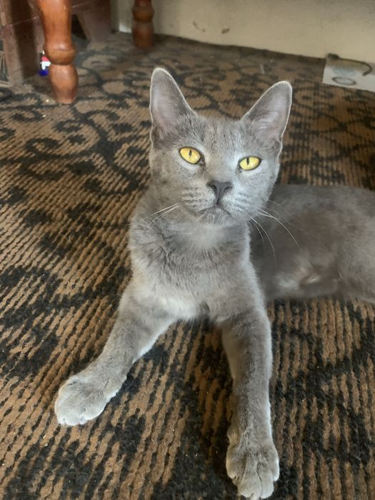 Mushuk sotiladi Zottor Zoti Scottish Fold
