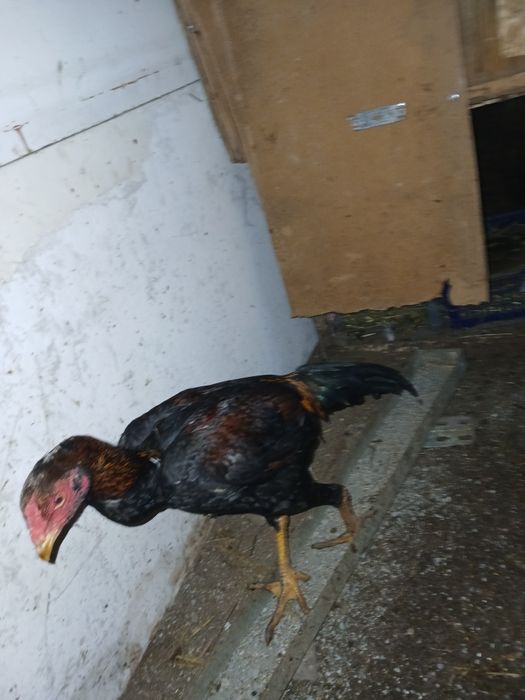 Дакан тауық сатамын