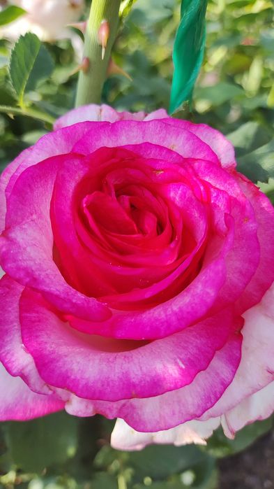 Продам дачу Каучук