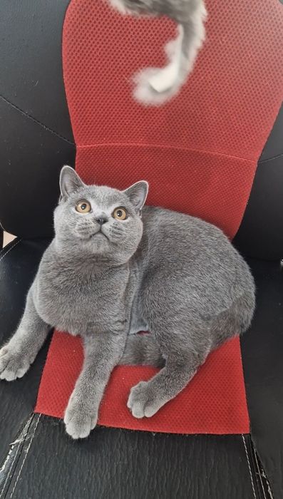Motănel british shorthair blue de 6 luni