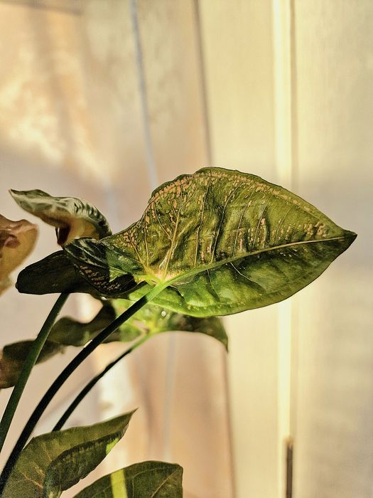 Сингониум Пинк Мозайка