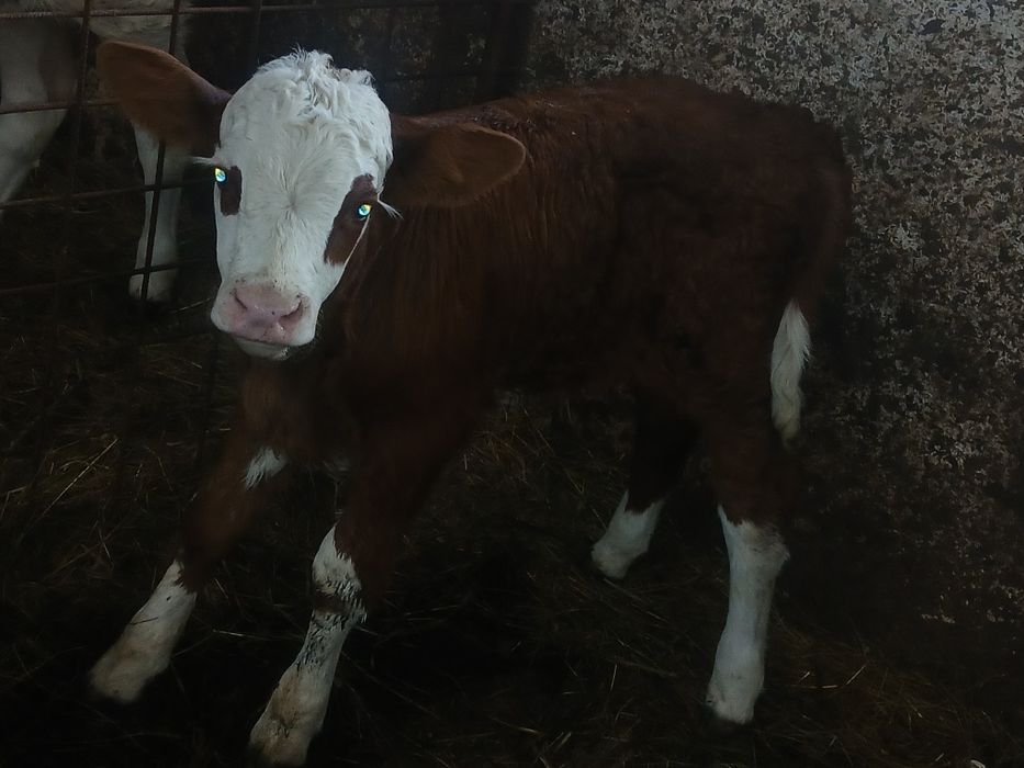 Viței de vânzare