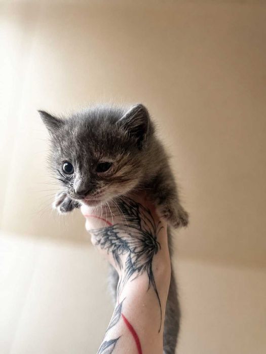 Котятки, около месяца