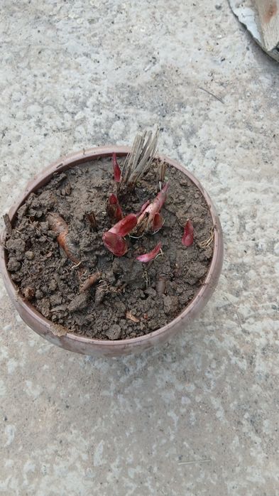 Гортензия Анабель! Морозоустойчевы сорт Гортензий