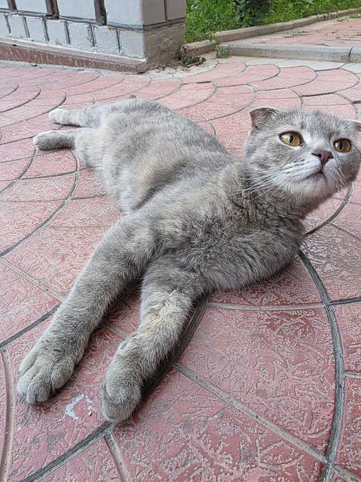 Бесплатно кошка, Юнусабад телевышка