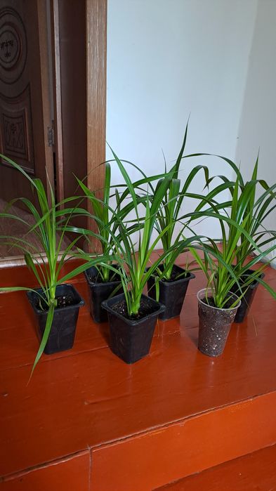 Панденус 2500 тенге