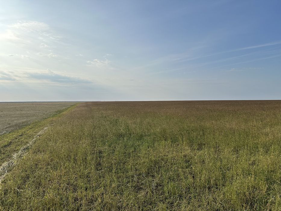 Продам семена суданки 1 РС