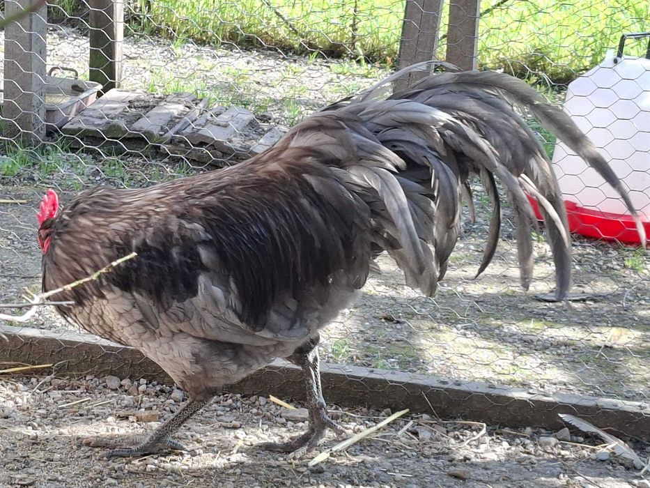 Vand  sau schimb cocoș  Australorp 10 luni