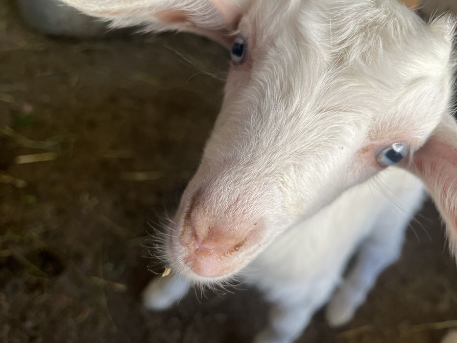 Лақ екеу ақ жетім