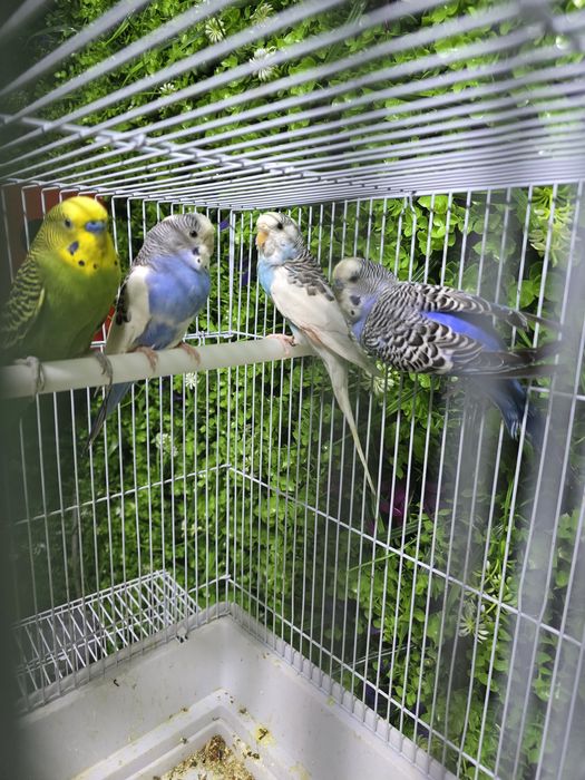 Волнистый попугай Valnisti paralar
