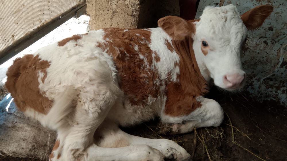 un bou balțat și o vițea belgian de vanzare