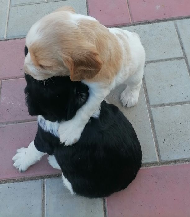 Щенки спаниель...