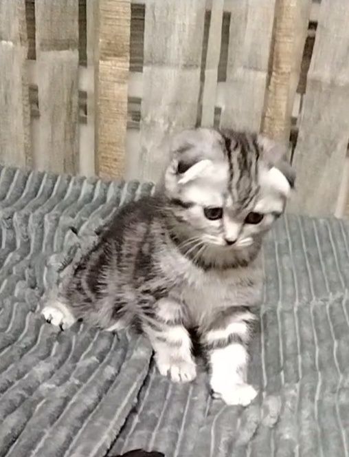 Две вислоухие девочки. Скоттиш Фолд.