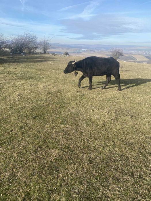 Vand trei junici de bivol