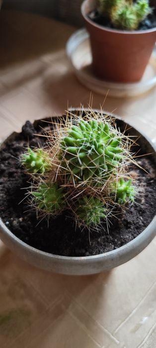 Цветы домашние с подоконника