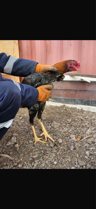 Продам бойцовых петухов Дакан.