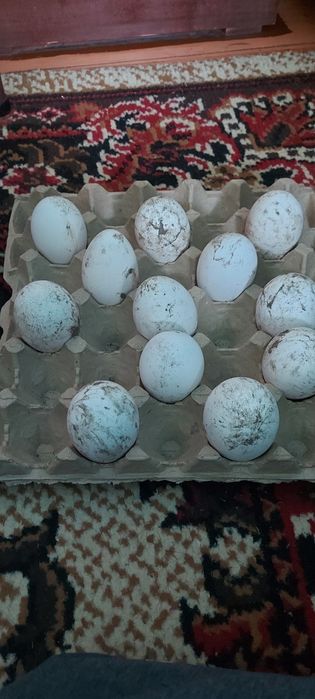 Продам гусинные яйца