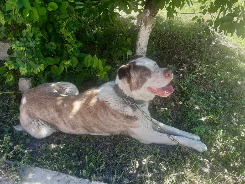 Ала Алабай сатылады