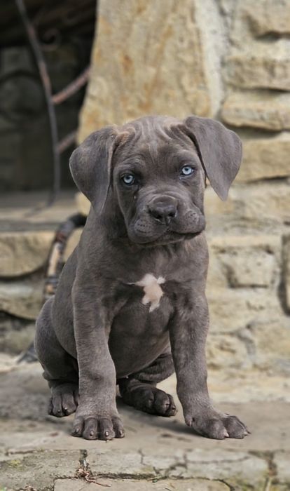 Cane corso blue gri