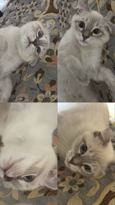 Шотландская-вислоухая кошка