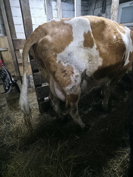Продам дойную корову,симметалку