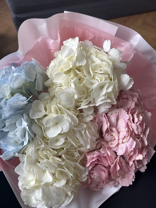 цветы Гортензии красивые