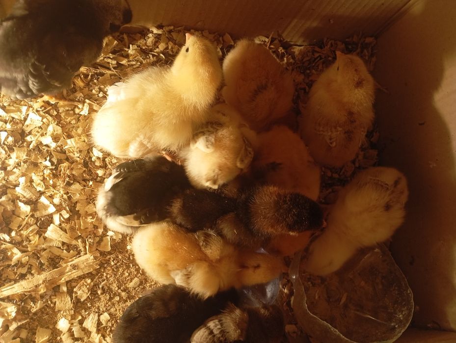 Шөже бар 1 апталық