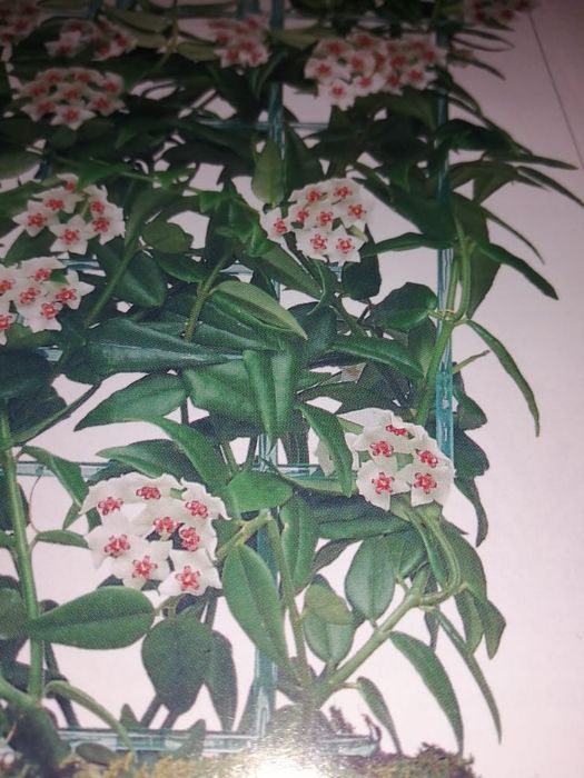 Продам комнатные растения