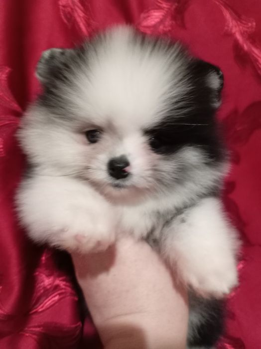 Продам щенка шпица